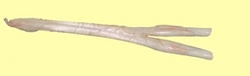 Manufacturers Exporters and Wholesale Suppliers of Hock Tendon Kanpur Uttar Pradesh